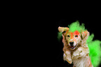 Golden Retriever beim Holi Shooting