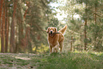 Golden Retriever daren