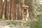 Golden Retriever daren