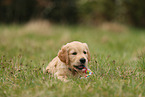 Golden Retriever Welpe