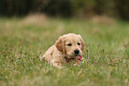 Golden Retriever Welpe