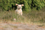 Golden Retriever Welpe