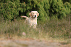 Golden Retriever Welpe