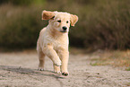 Golden Retriever Welpe