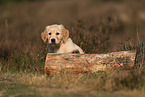 Golden Retriever Welpe