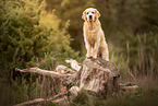 ausgewachsener Golden Retriever