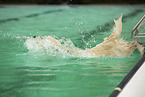 Golden Retriever im Schwimmbad