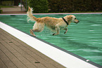 Golden Retriever im Schwimmbad