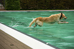 Golden Retriever im Schwimmbad