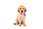 Golden Retriever Welpe