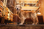 alter Golden Retriever