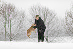 junger Golden Retriever