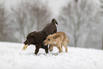 2 Hunde