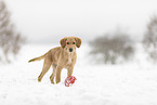 junger Golden Retriever