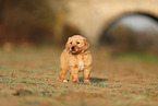 Golden Retriever Welpe