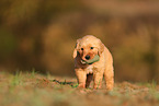 Golden Retriever Welpe