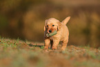 Golden Retriever Welpe