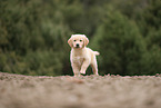 Golden Retriever Welpe