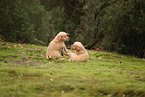 Golden Retriever Welpen