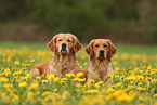 2 Golden Retriever