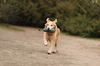 alter Golden Retriever