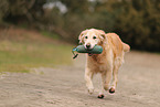 alter Golden Retriever