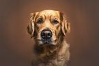 Golden Retriever Hndin
