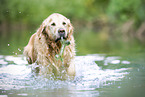 alter Golden Retriever Rde