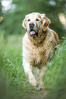 alter Golden Retriever Rde