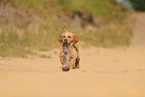 Golden Retriever Welpe