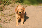 Golden Retriever Welpe