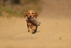 Golden Retriever Welpe