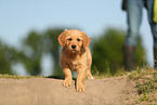 Golden Retriever Welpe