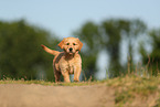 Golden Retriever Welpe