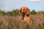 junger Golden Retriever