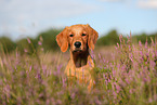 junger Golden Retriever