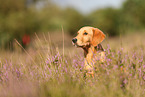 junger Golden Retriever