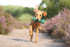 junger Golden Retriever