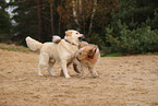 Golden Retriever und Wller