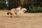 Golden Retriever und Wller