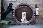 2 Hunde