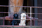 2 Hunde