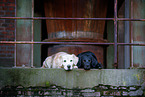 2 Hunde
