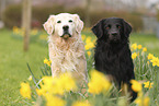 2 Hunde