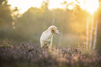 junger Golden Retriever