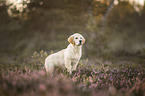 junger Golden Retriever