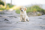 Golden Retriever Welpe