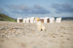 Golden Retriever Welpe