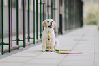 Golden Retriever Welpe