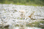 Golden Retriever Welpe